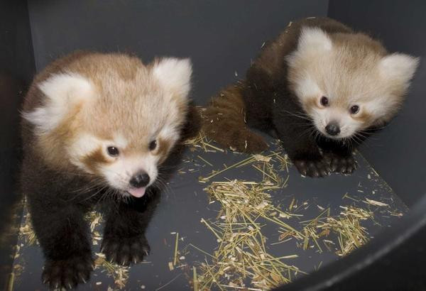 Doi pui de panda rosu, crescuti de o catea!
