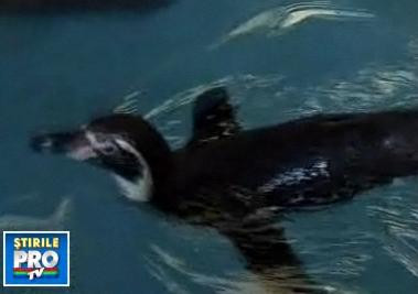 Pinguinul ajuns in Noua Zeelanda, supus unei endoscopii. A recurs la un meniu periculos