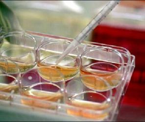 Englezoaicele vor urmasi de vikingi. Merg in Danemarca pentru inseminare