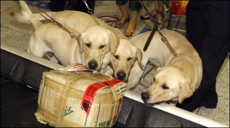 Sase clone, copii fidele ale unui caine expert in depistarea drogurilor!