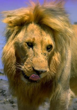 Prietenie la catarama intre un leu de 110 kilograme si salvatoarea lui!