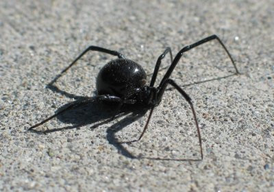 A muscat-o "Vaduva Neagra", cand culegea struguri. A ajuns la reanimare!