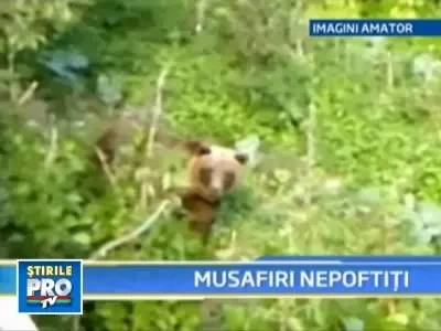 Satenii din comuna valceana Racovita, terorizati de ursi!