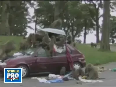 Au ramas fara haine si lenjerie intima dupa ce au fost "jefuiti" de babuini