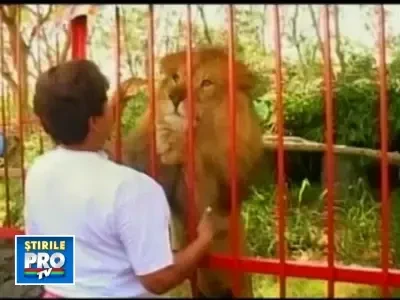 Prietenie la catarama intre un leu de 110 kilograme si salvatoarea lui!