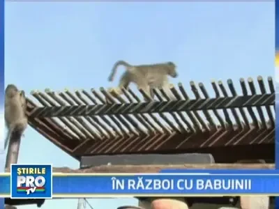 Razboi deschis intre oameni si babuini in peninsula Cape, Africa de Sud!
