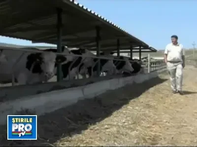 Tabara de vara pentru vacute, construita din bani europeni!