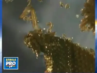 Invazii de insecte, pe canicula! Atentie, ne pot trimite direct in spital