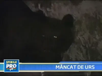 A pierit sfartecat de urs! Animalul a fost decapitat!