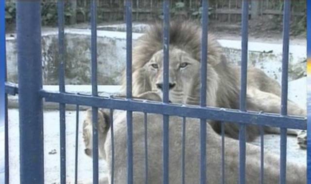 Canicula, un adevarat iad pentru animalele de la gradinile zoologice