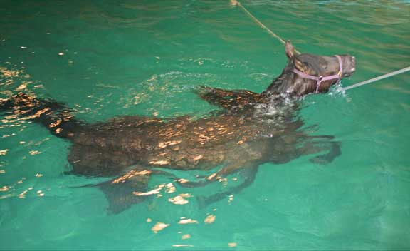 Calul Poznasul a cazut intr-o piscina. Vezi cum a fost salvat