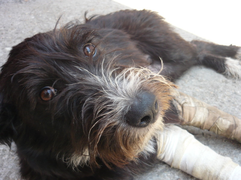 Banica are nevoie de ajutor!