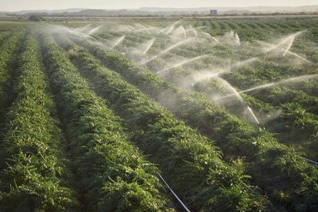 Au cea mai mare ferma din judetul Ialomita, cu bani europeni!