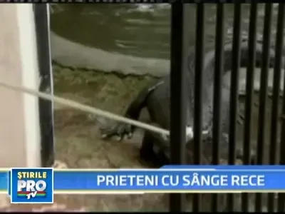 Si-a donat prietenii de-o viata, un aligator si serpi veninosi, la adapost!