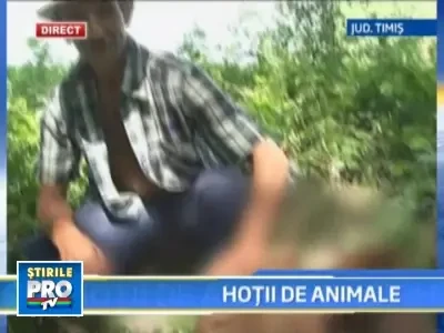 Au ajuns sa-si fure unul altuia animalele, din cauza saraciei!