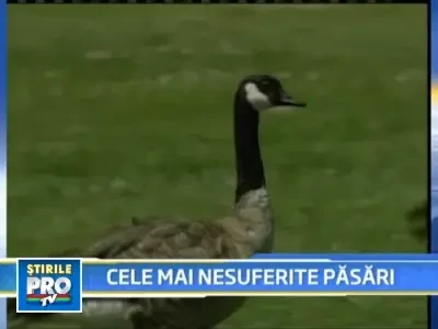 Gaste la sol! Sa vina brigada sa le salte!