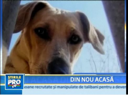 INCREDIBIL! O catelusa disparuta in timpul uraganului Ike s-a intors acasa!