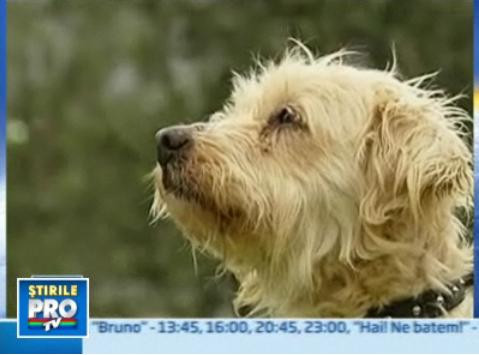 Si-au gasit cainele pierdut de 9 ani!