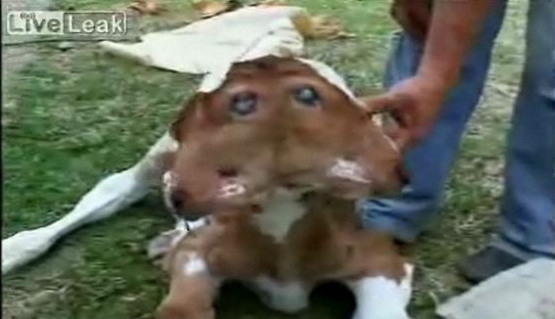 Raritate: o vitica cu doua capete, dar cu un singur creier!