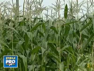 De criza: porumb si floarea soarelui, cultivate in zone rezidentiale