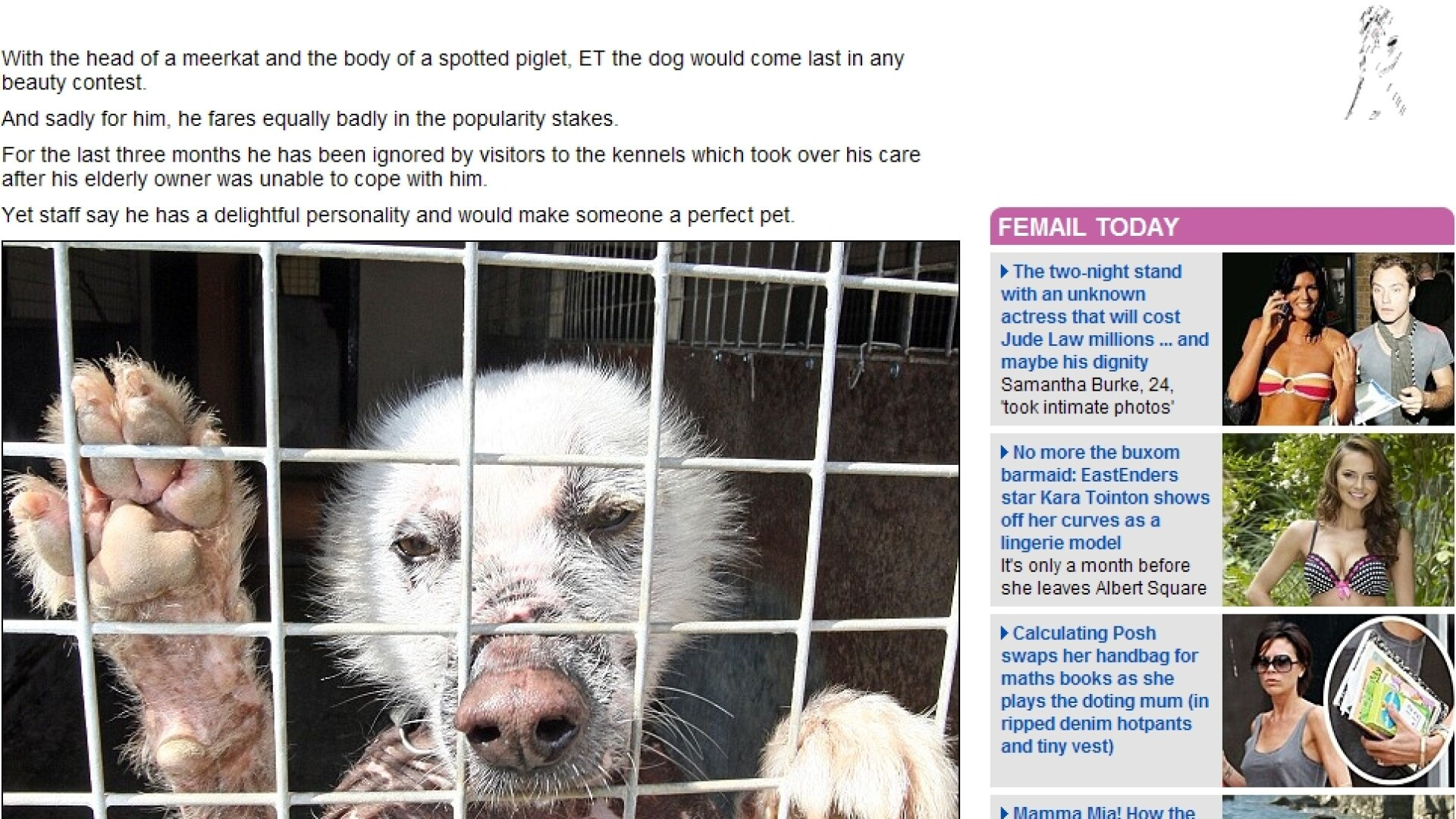 Se cauta un stapan pentru cel mai urat catel din Marea Britanie!