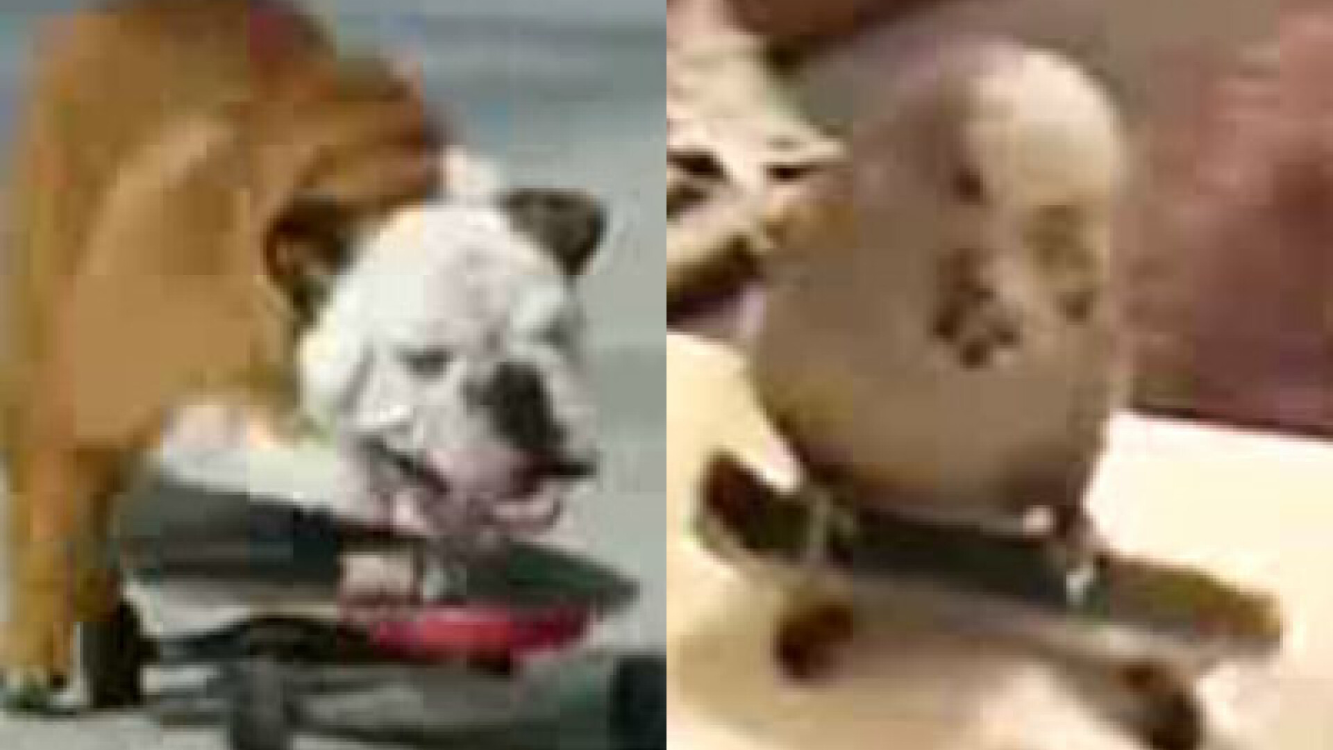 Din lumea skaterilor care nu cuvanta. Care e preferatul tau? VEZI VIDEO!