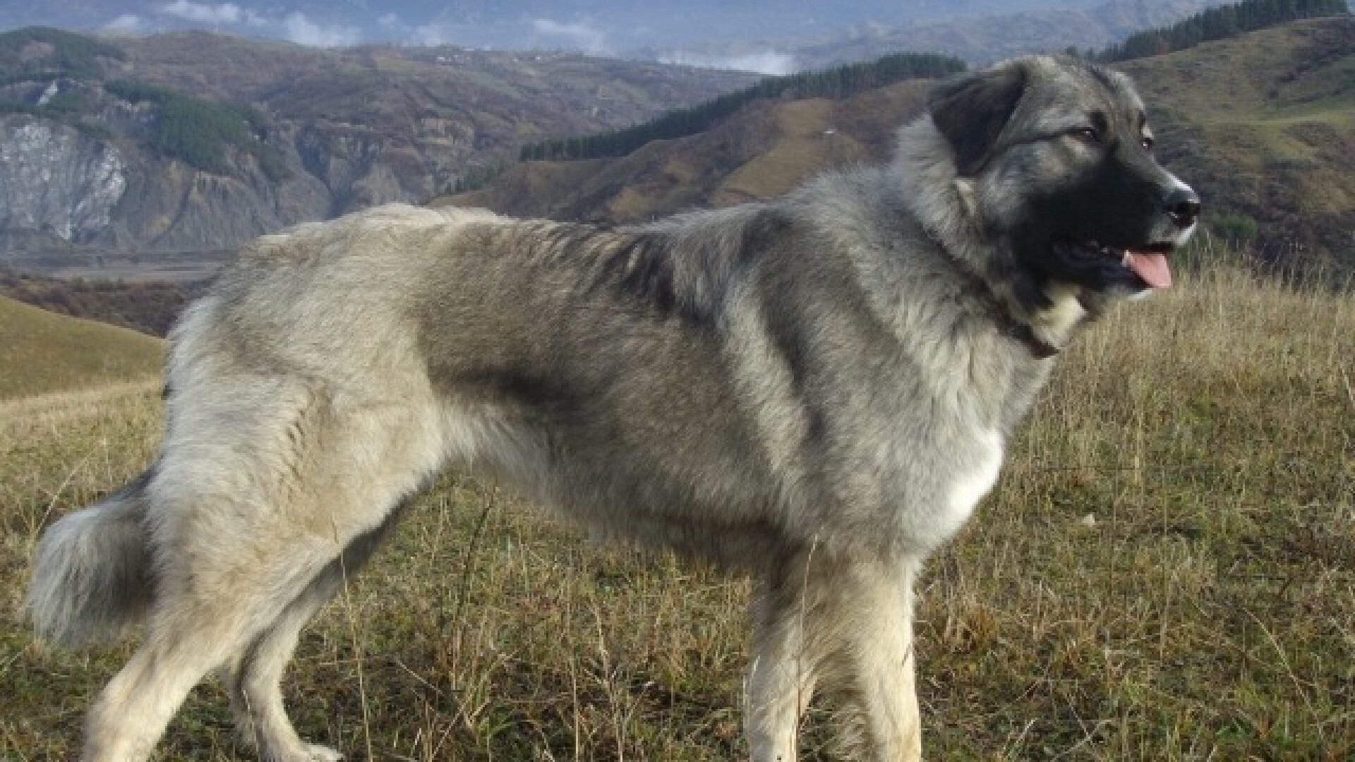 Ciobanescul Romanesc Carpatin a fost superstar la Cluj!