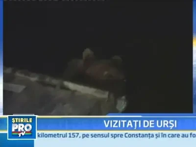 Turistii instalati cu cortul langa Busteni, vizitati de o familie de ursi