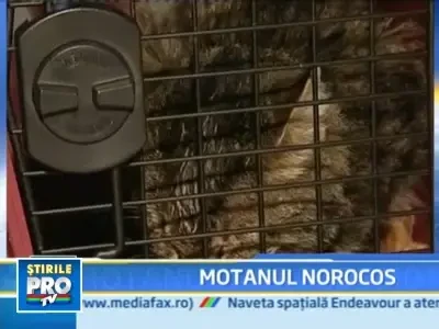 Motanul Zorro a scapat cu bine, dupa o aventura in masina de spalat!