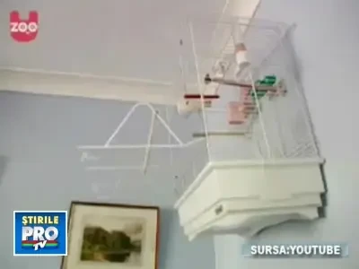 Din lumea skaterilor care nu cuvanta. Care e preferatul tau? VEZI VIDEO!