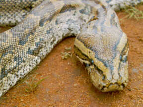 Operatiunea "Pitonul" in Capitala. De cati oameni si incercari e nevoie pentru prinderea unui sarpe