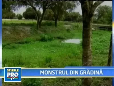 La joaca, in gradina, doi pusti fata-n fata cu un piton de 5 metri!