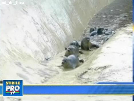 Zeci de pui de foca, abandonati de mame, eliberati in mare
