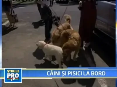 Transportul aerian de animale, o idee profitabila pe timp de criza!