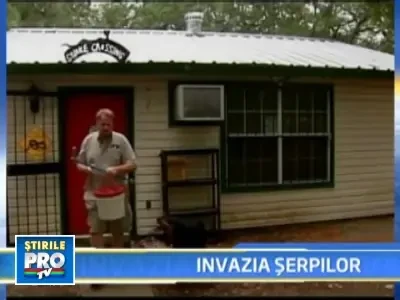 Invazie de serpi in orasele din Texas!
