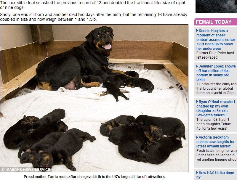 Rottweileri pe banda rulanta! A nascut nu mai putin de 18 pui odata!