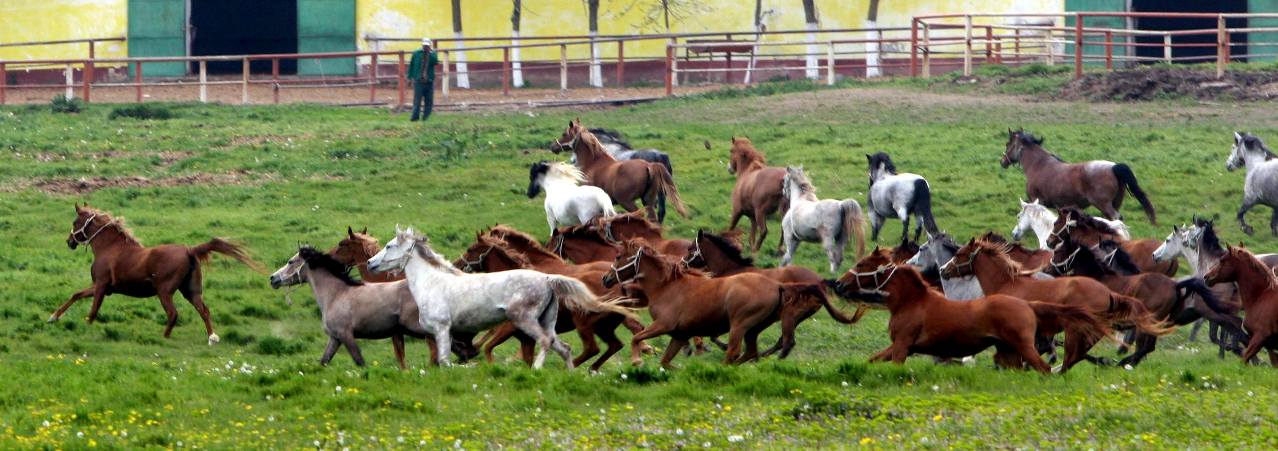 Trei cai rataciti au navalit pe o autostrada din nordul Israelului!
