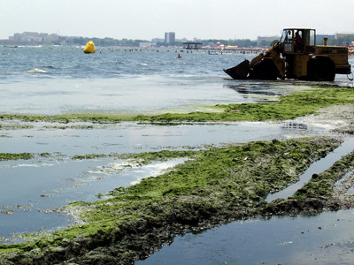 Saci cu alge putrezite si deseuri, aruncate in mare. La Eforie Nord