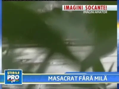 IMAGINI SOCANTE! Cal macelarit fara mila de viu!