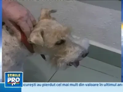 Premiera medicala in Romania! Catelusa operata de un medic oftalmolog