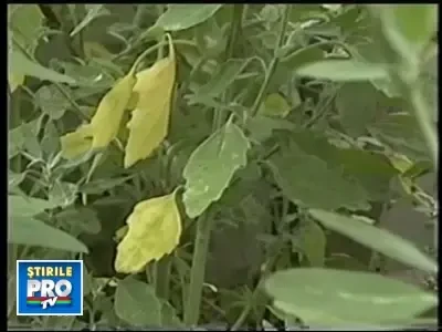 IMAGINI SOCANTE! Cal macelarit fara mila in fata unor copii!