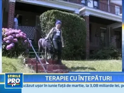 In Statele Unite acupunctura vindeca animalele de casa