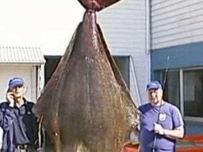 Un peste de 230 kilograme, vandut cu 180.000 de dolari!