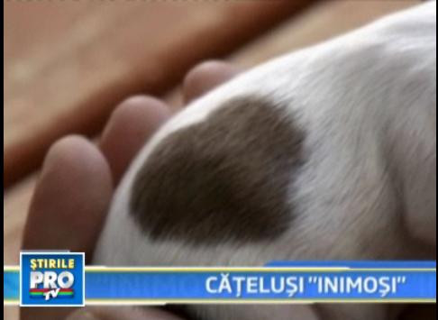 Generatii "inimoase" intr-o familie de catei din Japonia!