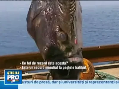 Captura record in largul coastelor norvegiene: un peste de 210 kilograme!