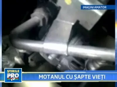 w1908_19_pisica_salvata