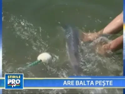 Ferma de sturioni in Muntii Fagaras, dezvoltata cu bani europeni!