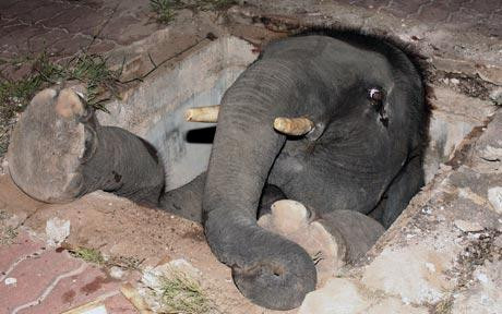 Soarta unui pui de elefant! A ramas blocat intr-o groapa mai bine de 3 ore!