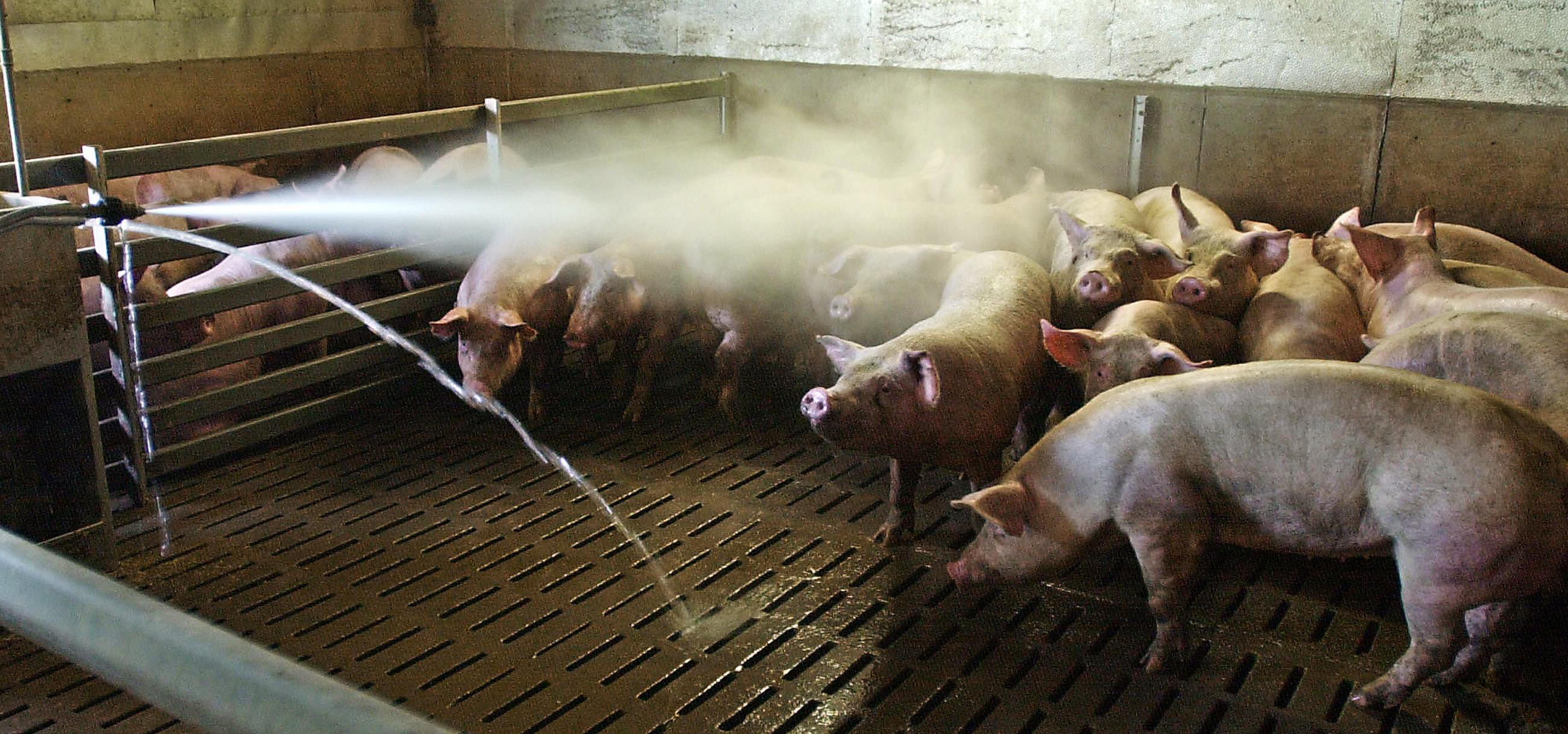 Lipsa hranei pentru animale ne lasa fara ferme