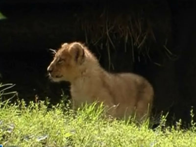 Richee si Paco, leii din Urziceni si Salajan, au ajuns in Africa de Sud!